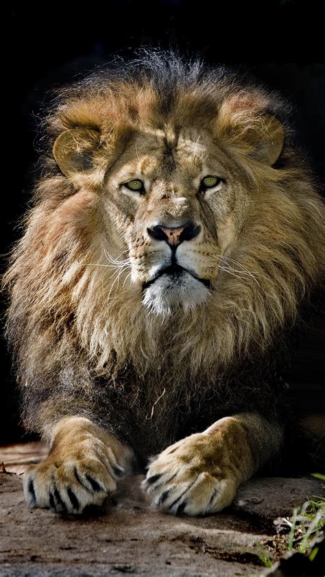 26 Lion King Lion Wallpaper 4k For Mobile
