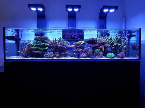 Red Sea Reefer 450 With Shallow Tank Sps Reef Hydra 26hd Royal