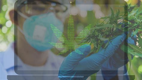 Technologies Helping Keep Cannabis Productive Cannabis Tech