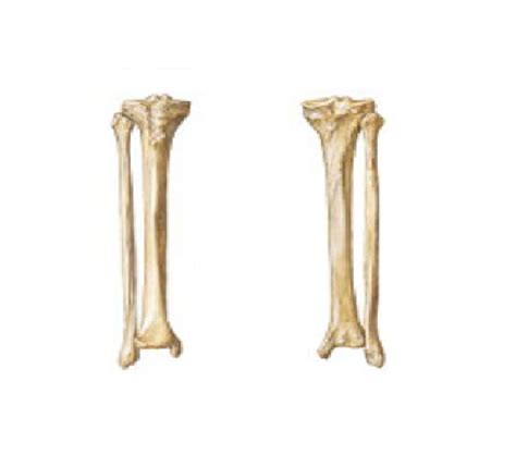 Real Human Tibia And Fibula Ubicaciondepersonascdmxgobmx