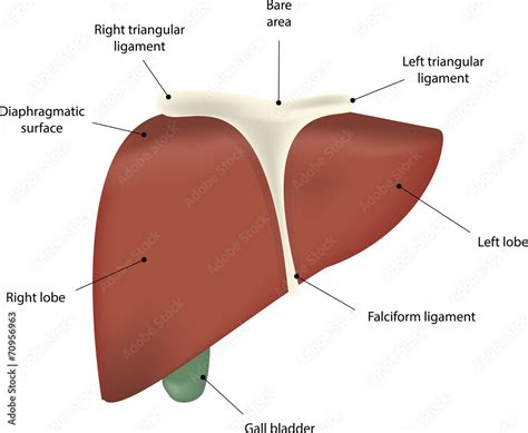 Liver Anatomy Labeled Diagram Stock Illustration Adobe Stock