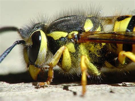 Ecoshield pest solutions call for a free quote: Common Wasps and Hornets of Pennsylvania | WeConservePA