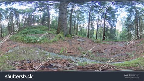 360 Vr Forest Floor Boreal Forest Stock Photo 2019823325 Shutterstock