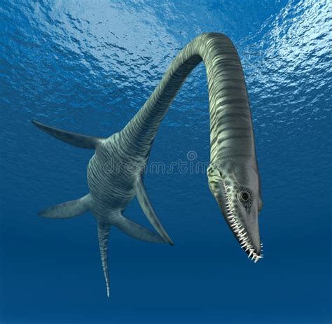 Plesiosaur Elasmosaurus Stock Illustration Illustration Of Powerful