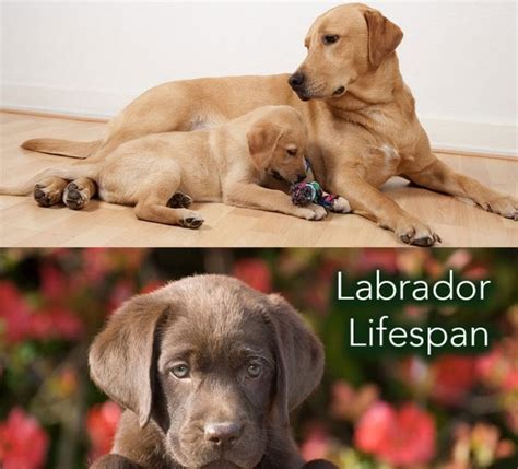 Labrador Life Span How Long Do Labs Live