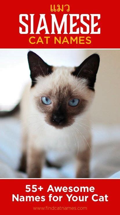 Siamese Cat Names 55 Awesome Names For Your Cat Cat Names Girl