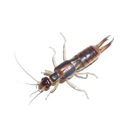 For an active infestation, we typically suggest getting a pest control service company to do the work for subterranean (ground) termites. Earwig Control | Florida & NJ | Excel Pest Services