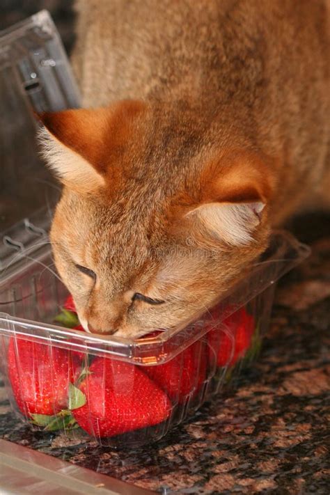 Crazy Cat Stock Image Image Of Teeth Furry Chausie 1370695