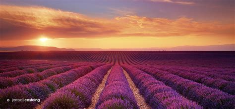 France Provence Lavender Fields Sunset Over Lavender F Flickr