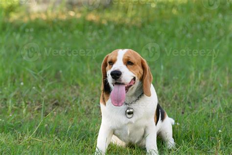 Beagle Smiling 842572 Stock Photo At Vecteezy