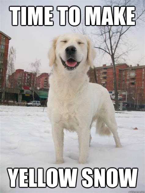 Stoned Snow Dog Memes Quickmeme
