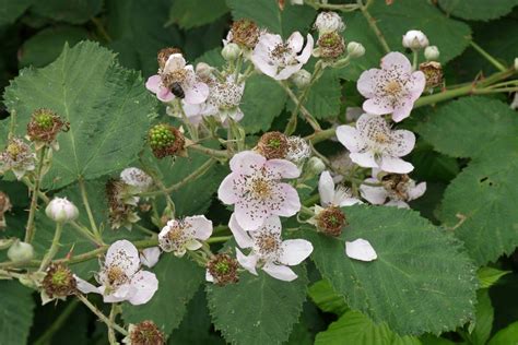 Rubus Sectio Rubus