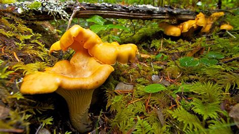 Wild Mushroom Season Has Arrived Early In Oregon