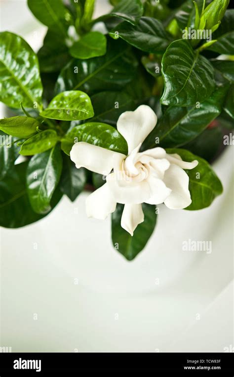 Gardenia In Vase Hi Res Stock Photography And Images Alamy