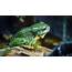 MAGNIFICENT TREE FROG  Reptile And Grow
