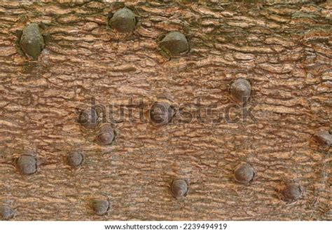 Thorn Texture Background Ceiba Tree On Stock Photo 2239494919
