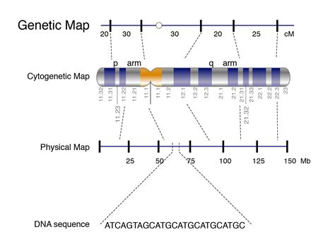 Генетическая карта человека