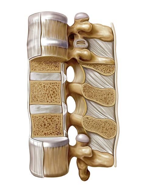 Intervertebral Joints Photograph By Asklepios Medical Atlas Fine Art