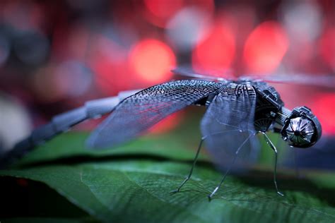 Wallpaper Leaf Water Insect Macro Photography Close Up Moisture