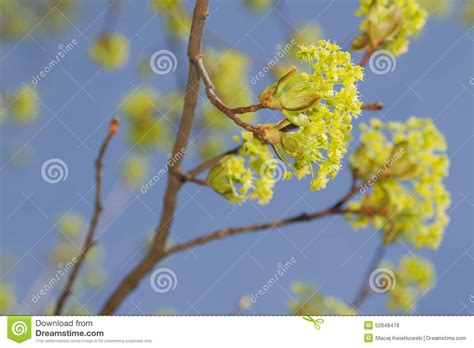 Elm Blossom In Early Springtime Stock Photo Image Of Blossom Biology