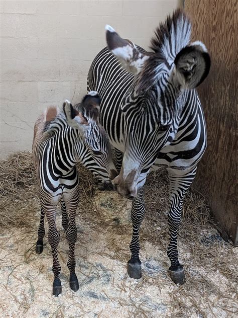 Baby Zebra Born At Toronto Zoo Needs Your Help To Find A Name