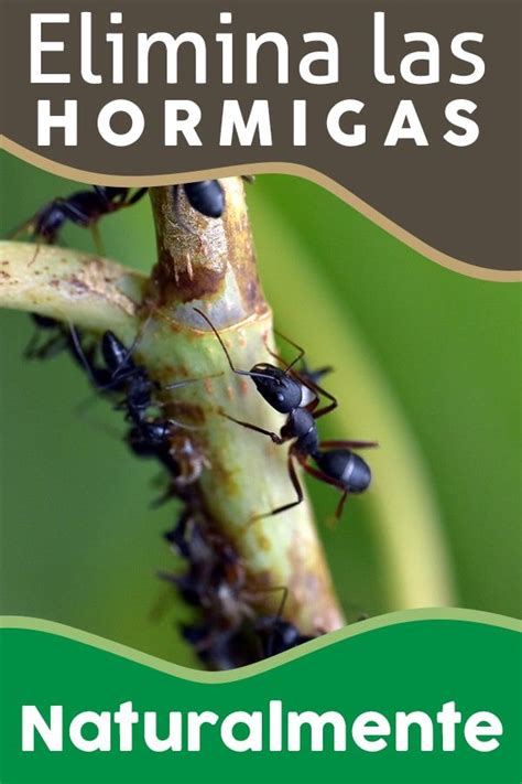 C Mo Eliminar Las Hormigas En Casa Una Pregunta Que Seguro En Alg N