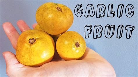 Garlic Fruit Garcinia Spicata Weird Fruit Explorer Ep 230 Youtube