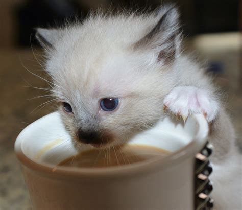 Gatito Caf Gato Foto Gratis En Pixabay Pixabay