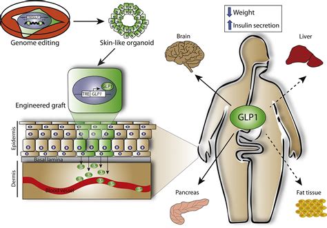 Engineering Skin With Skinny Genes Cell Stem Cell