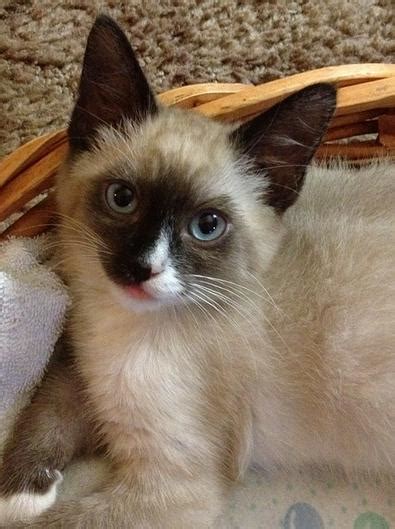 Types Of Siamese Cats Breeds