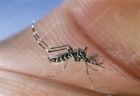 Asian Tiger Mosquito Male Stock Image C0113476 Science Photo Library