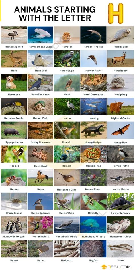 168 Animals That Start With H With Pictures Animals Beginning With H