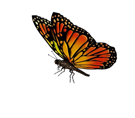 Monarch Butterfly Drawing Clip Art Flying Butterflies Transparent Png