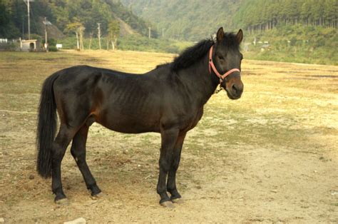 japanese horse breeds horses rare horses rare horse breeds