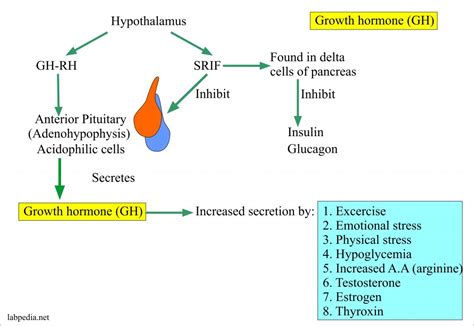 Growth Hormone Gh Somatotropin Hormone