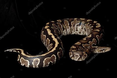 Borneo Black Blood Python And Ball Python Hybrid — Stock Photo
