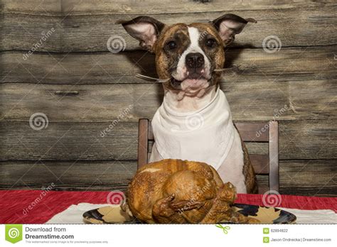 Begging For The Holiday Feast Stock Photo Image 62894822