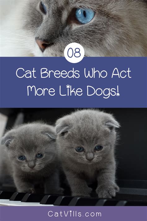 8 Cat Breeds Who Totally Act More Like Dogs Cat Breeds Cats Best