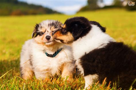 Having owned and raised cockers for more than 23 years, i can tell you they will steal your heart forever. Tips on How to Care for Newborn Puppies | Pets4Homes