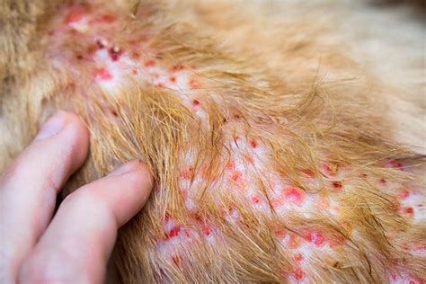 Scabs On Cats Our Vet Explains Top Causes And Treatments Cat World