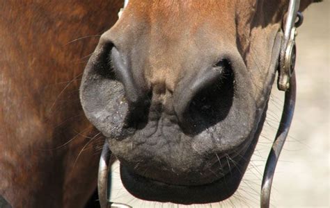 102 Best Nose And Mouth Images On Pinterest Horse Racing Horse Tack