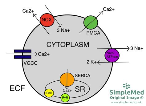 11 Membrane Transport And Intracellular Calcium Regulation Simplemed