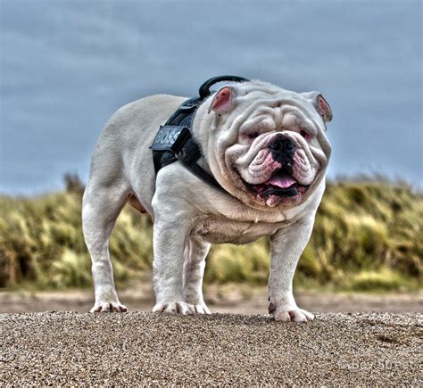 Pink leather spiked harness for dog. Best English Bulldog Harness