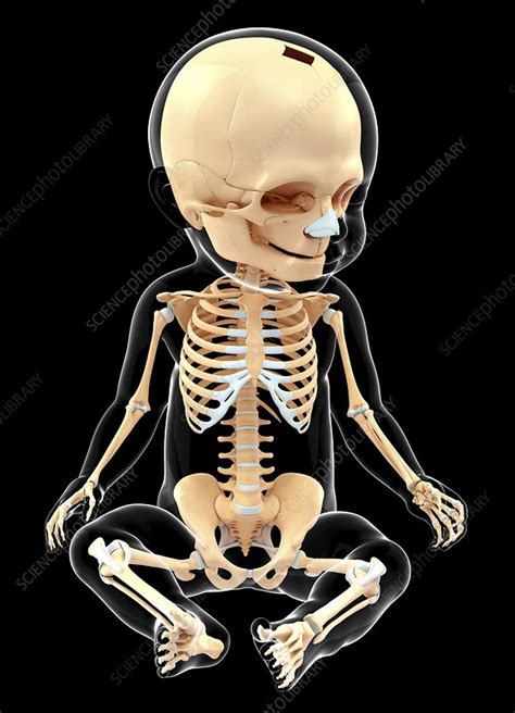 Babys Skeletal System Artwork Stock Image F0104338 Science