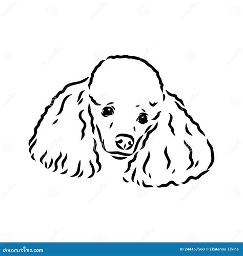 Sketch Of Poodle Dog Breed Stock Vector Illustration Of Isolated