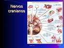 160258744 semiologia neurol c3 b3gica sem v c3 addeos by Apahe Portugal ...