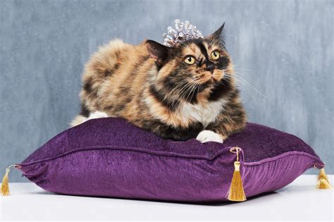 The 12 Most Expensive Cat Breeds In The World 2024