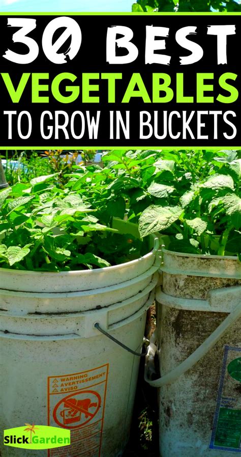 Growing Vegetables In Pots Container Gardening Vegetables Garden