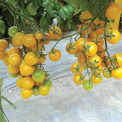 Esterina F1 Hybrid Organic Tomato Seeds Etsy