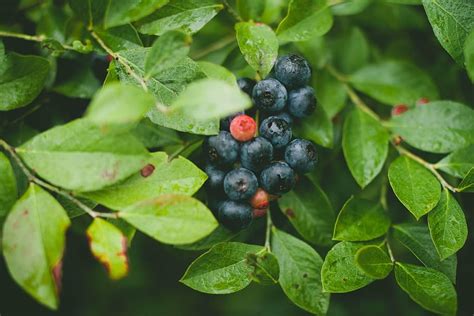 Blueberry Fruit Black Berry Fruits Green Plants Blueberries